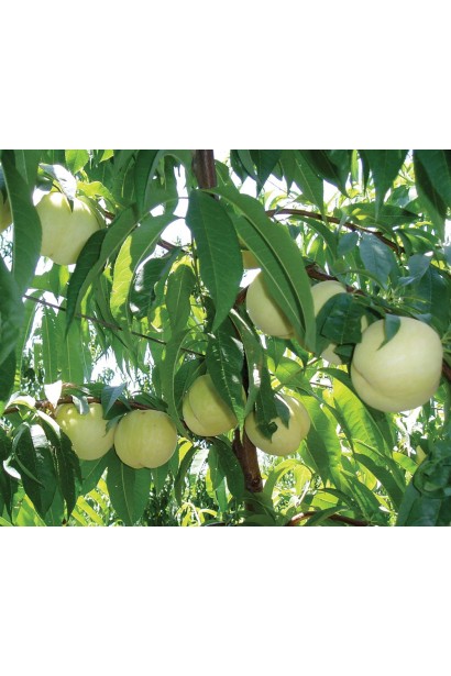 Персик самоплідний Айс Піч